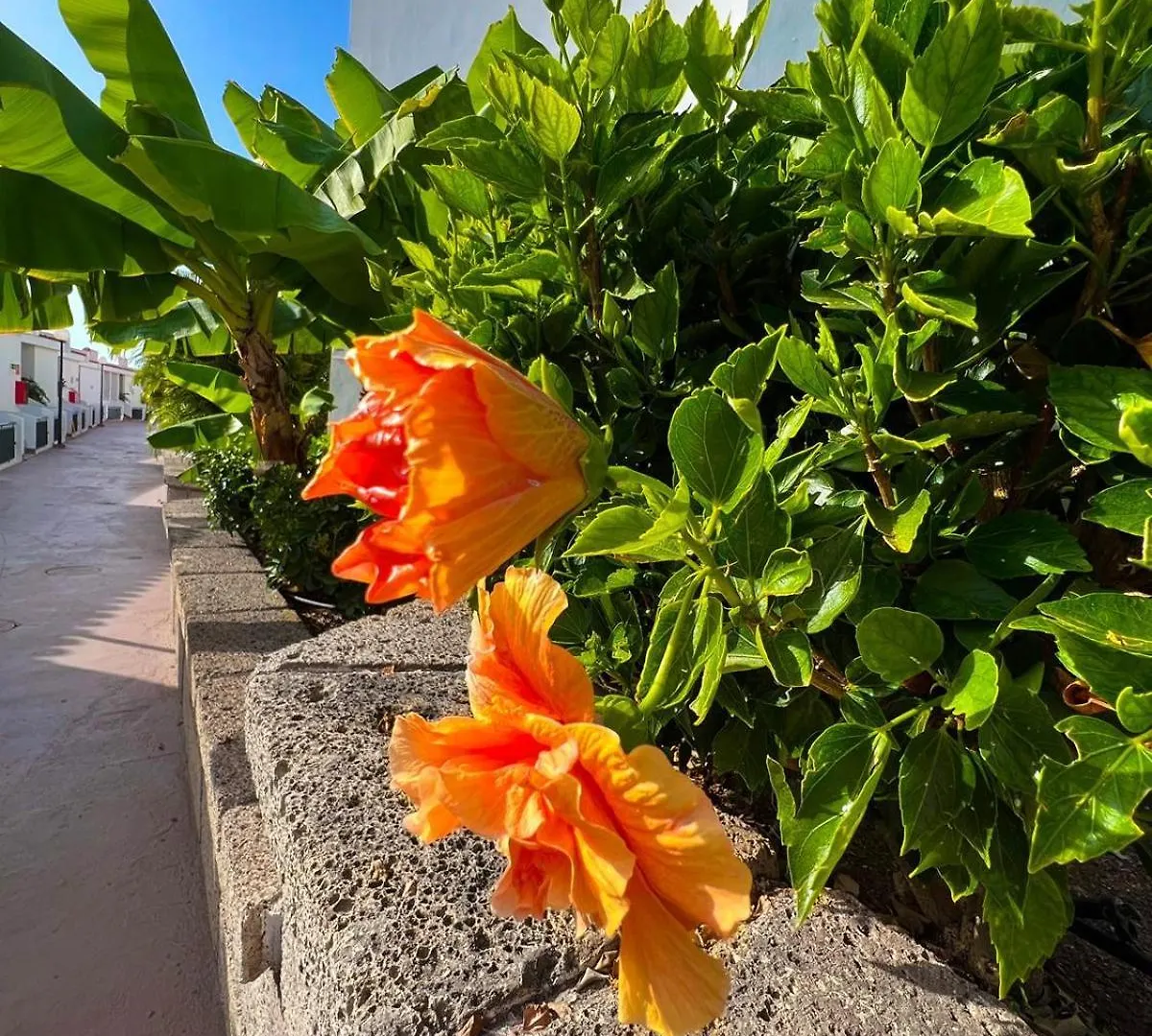 Malibu Park Apartment Luna Costa Adeje  0*, Costa Adeje (Tenerife)